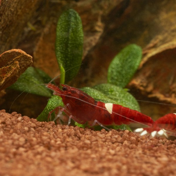red_ruby_Garnele