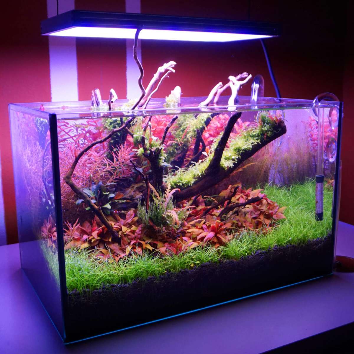 Rote Aquariumpflanzen Set Red Aquascaping Set In Vitro XL Mittelgrundpflanzen Pflanzen