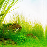 Eleocharis acicularis im Aquascape Eleocharis acicularis im Aquascape