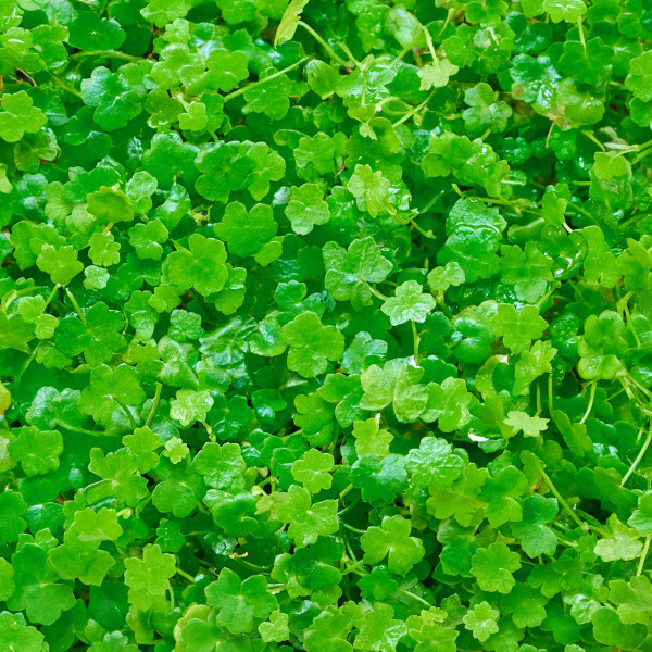 Hydrocotyle tripartita "Mini" - Mini Japan Kleeblatt