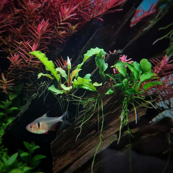 Bucephalandra & Anubias Aufsitzerpflanzen Set – Mix für Aquascaping & Nano Aquarium