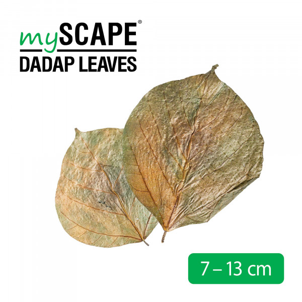 mySCAPE Dadap Leaves | Korallenbaum Blätter - Ergänzungs- & Ferienfutter