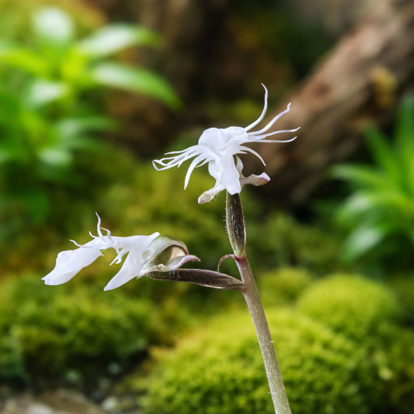 Macodes Anoectochilus roxburghii "Firebird" Blüte