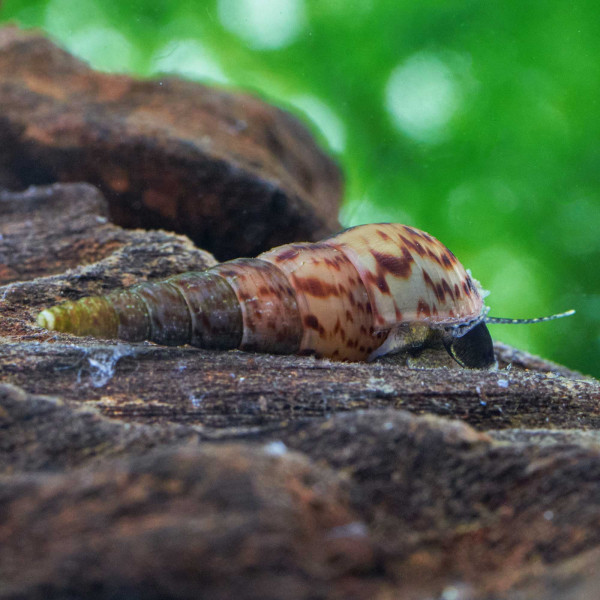 Turmdeckelschnecke | Melanoides tuberculata