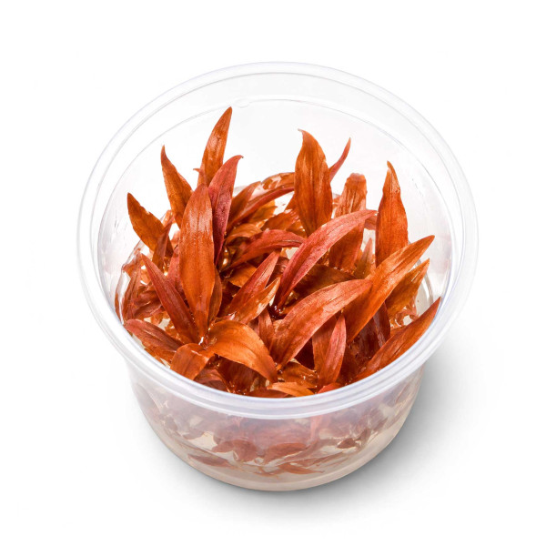 Cryptocoryne Wendtii "Sindoor" in vitro