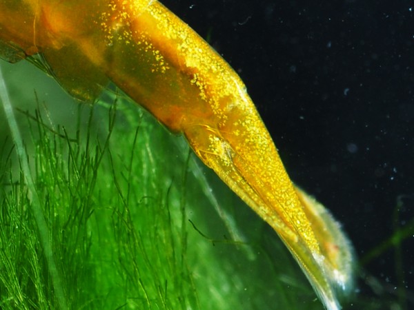 Gelbe Taiwan Garnele - Neocaridina