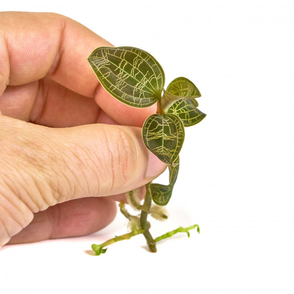 Macodes Petola | Juwelorchidee 2 - 4 Pflanzen - In Vitro