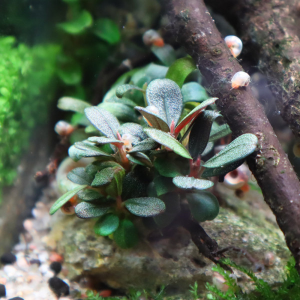 Bucephalandra & Anubias Aufsitzerpflanzen Set – Mix für Aquascaping & Nano Aquarium