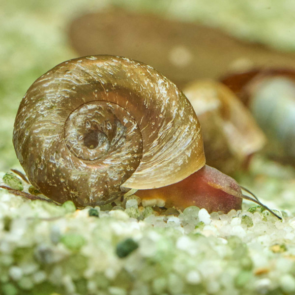 Posthornschnecken Naturform Mix | Planorbella duryi
