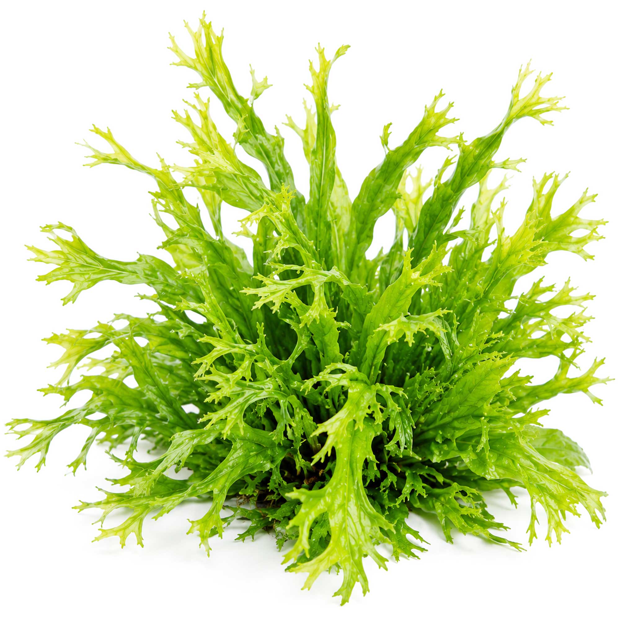 Gewachsener Microsorum pteropus Windelov Javafarn