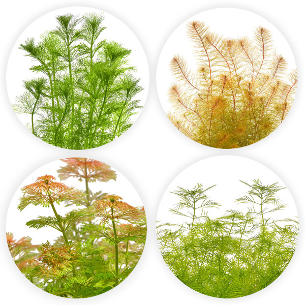 "Feenwald" - Feinfiedrige Aquarium Pflanzen im Set | In-Vitro Set