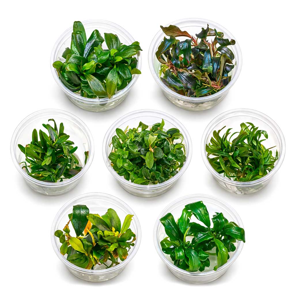 Bucephalandra Anubias Aufsitzerpflanzen Set Varianten