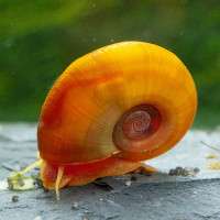 Rote Posthornschnecke, Planorbella duryi