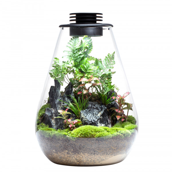 Bioloark Bio Bottle SD 175 Mini Terrarium für Wabi-Kusa, Terrarium und Mooslandschaften günstig online kaufen