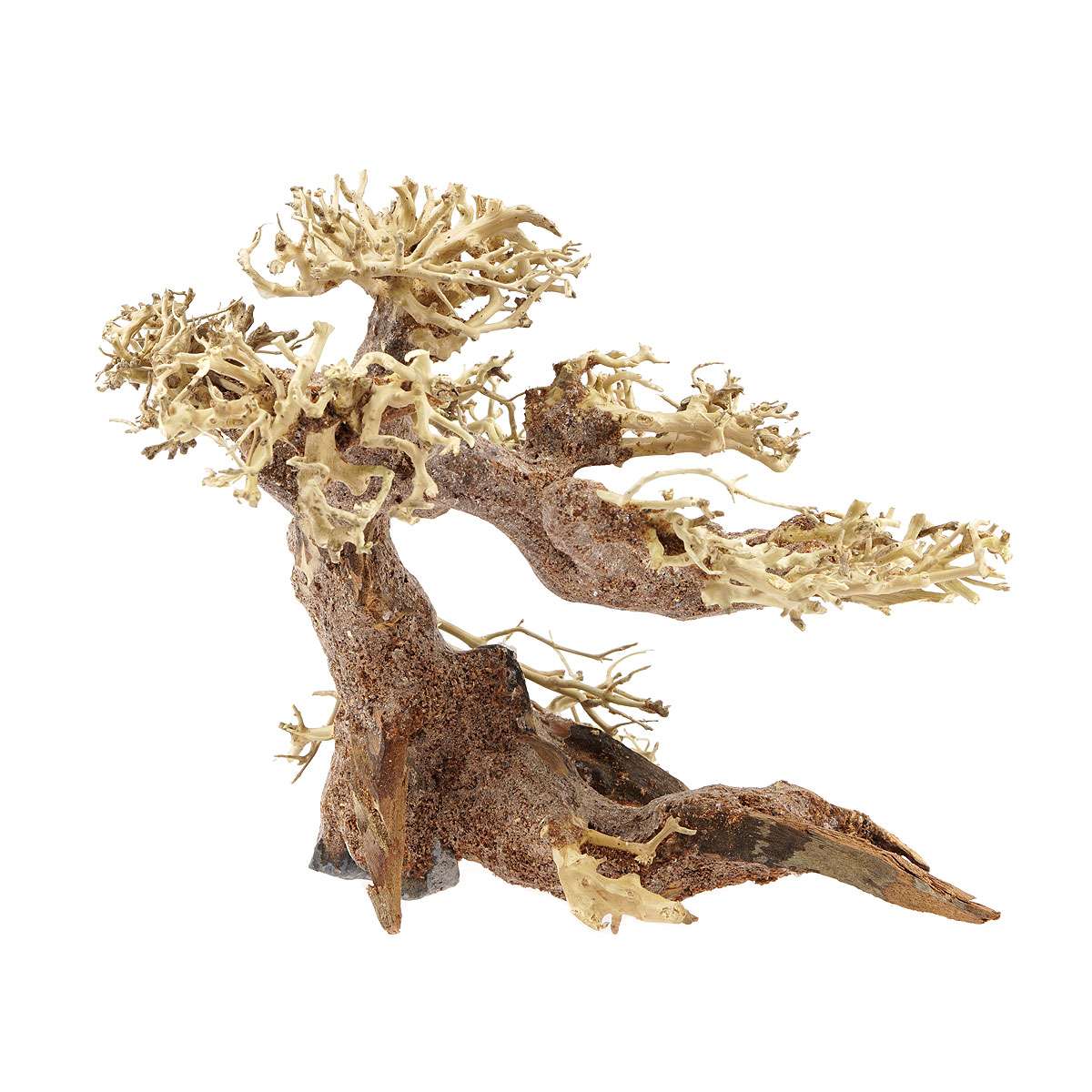 bonsai buchs Buxus Bonsai – Bloomspace main image 0
