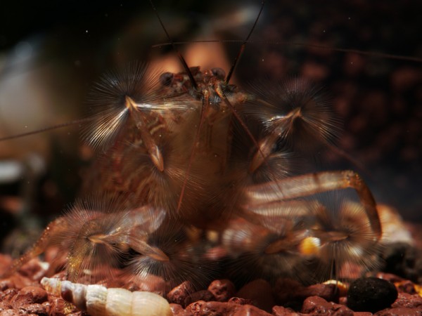 Fächergarnele, Molukkenfächergarnele, Atyopsis moluccensis