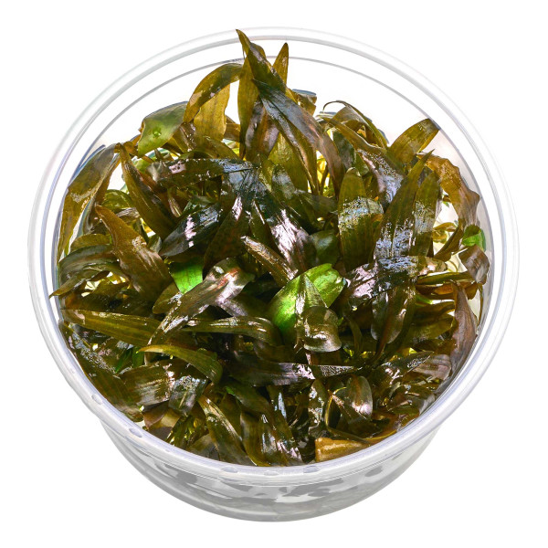 Cryptocoryne wendtii 'Tropica' | Tropica Wasserkelch - in vitro XL - Ø 8,5cm