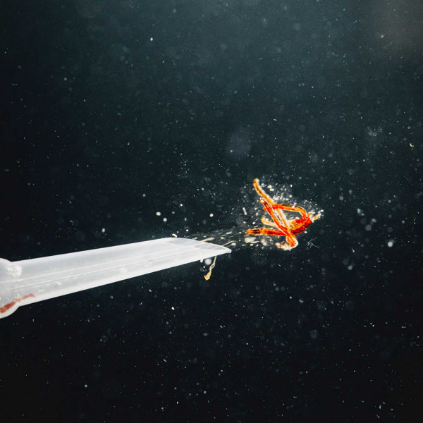 StreamBiz Favoriten-Set | Mückenlarven & Artemia für Zierfische - Rote Mückenlarven