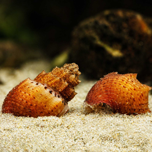 Genoppte Turmdeckelschnecke | Melanoides granifera