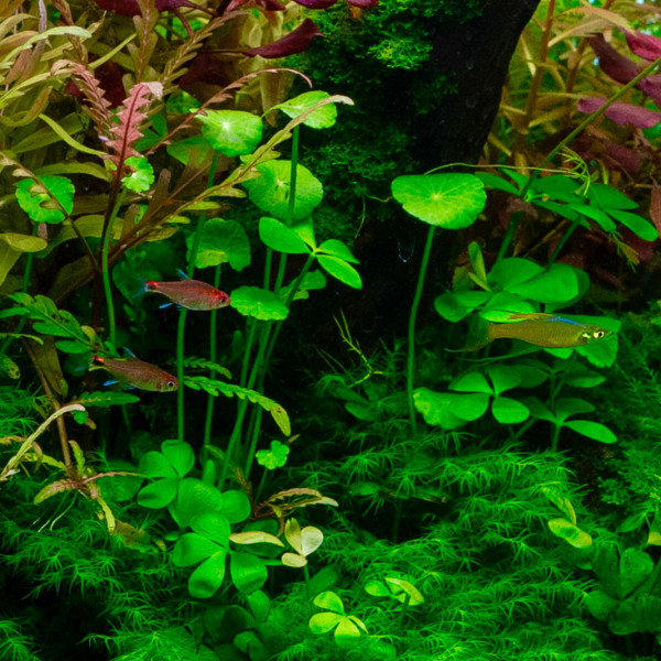 Hydrocotyle-verticillata-in-einem-Aquarium59YazAc8ytwZc