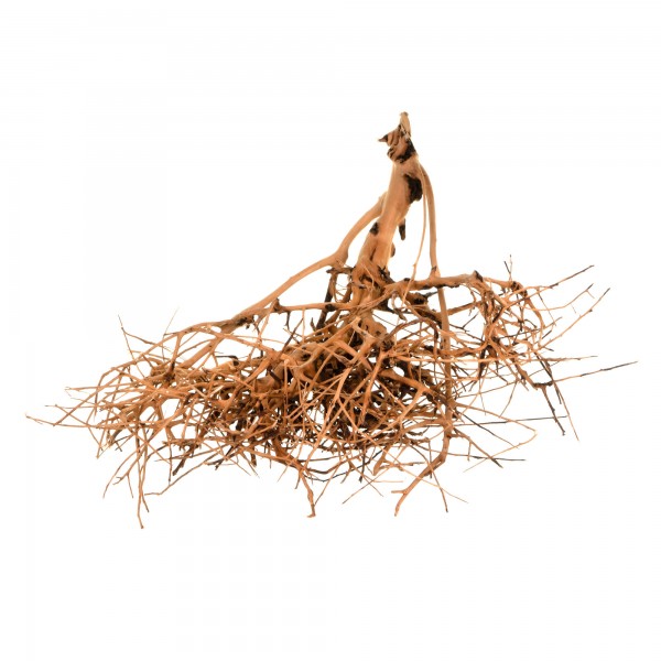 Scaping Wurzeln - Aquascaping Twigs