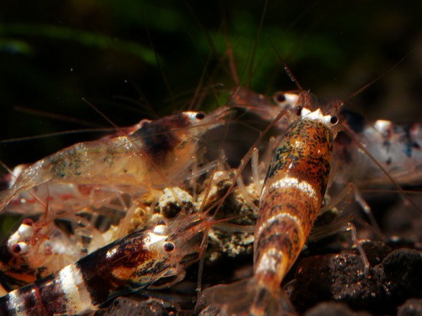 Princess Bee-Garnele