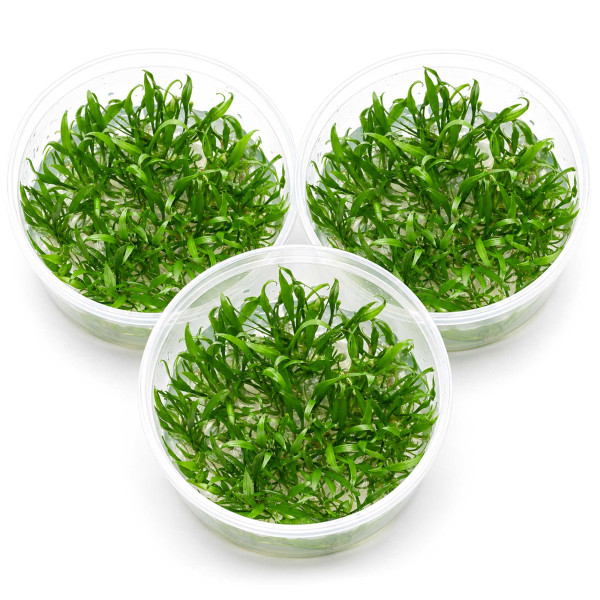 3x Cryptocoryne parva - Kleiner Wasserkelch - in vitro 8,5cm