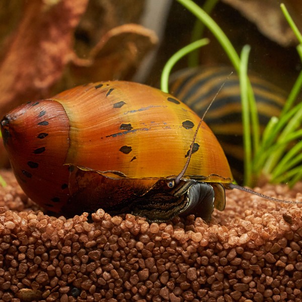 rennschnecke_orange_track