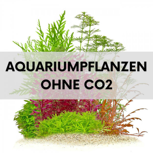 aquariumpflanzen-ohne-co2-blogartikel