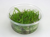 Aquarienpflanzen online kaufen riesen Auswahl und Top Qualität