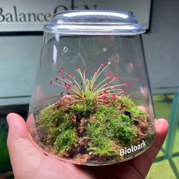 bioloark bubble cup two