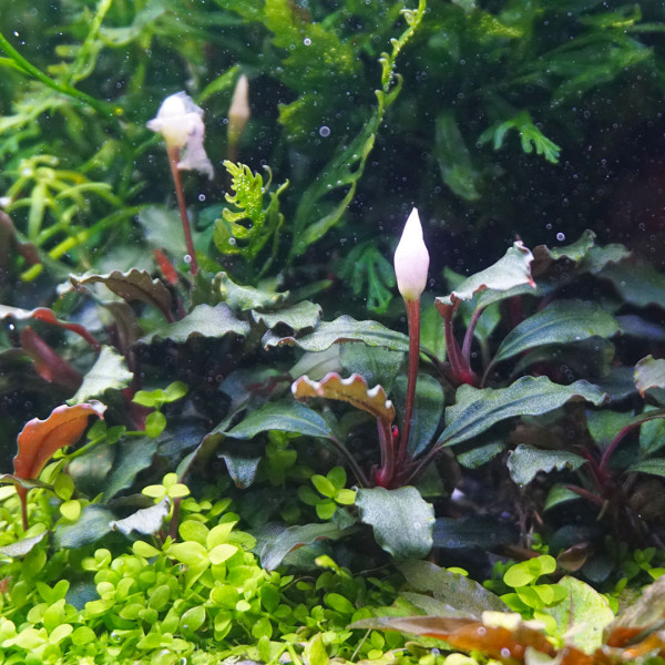 Bucephalandra sp. "Kedagang" - Baby Plant Mini-Ableger