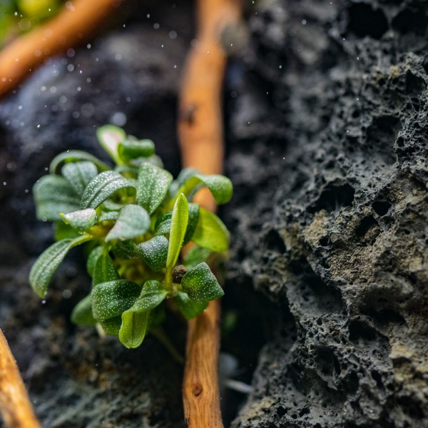 Bucephalandra & Anubias Aufsitzerpflanzen Set – Mix für Aquascaping & Nano Aquarium