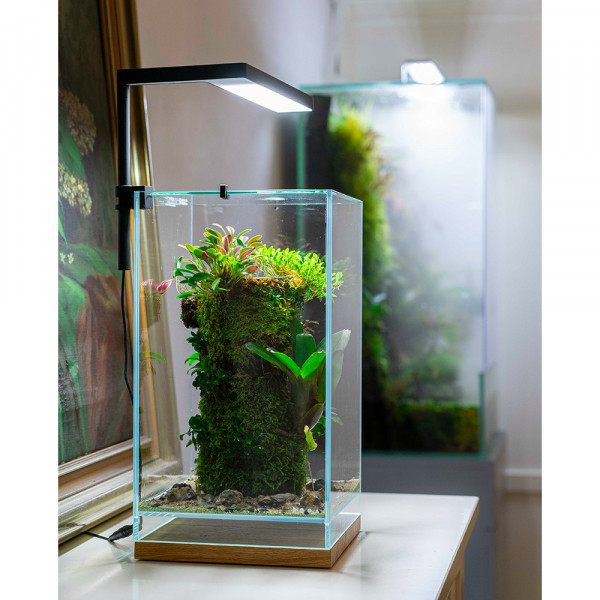 DOOA Terra Base mit Aufsitzerpflanzen und Bromelie