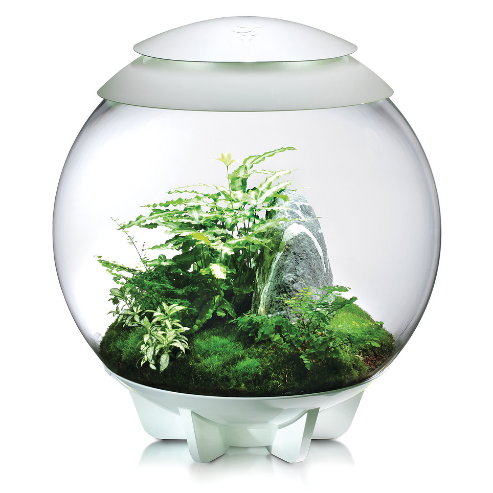 Oase biOrb AIR 60 | Automatisches Pflanzenterrarium | Garnelen-Guemmer