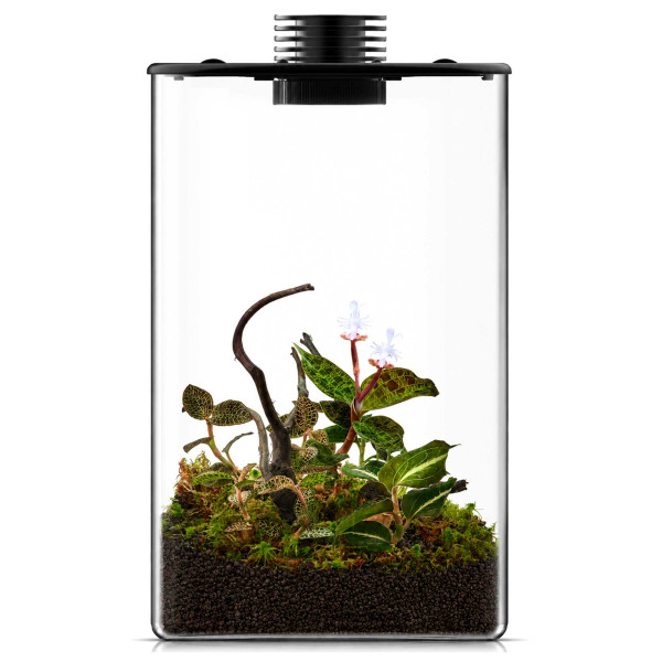 Bioloark Juwelorchideen Flaschengarten Terrarium Set