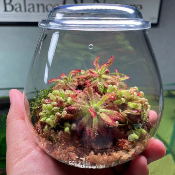 bioloark bubble cup four