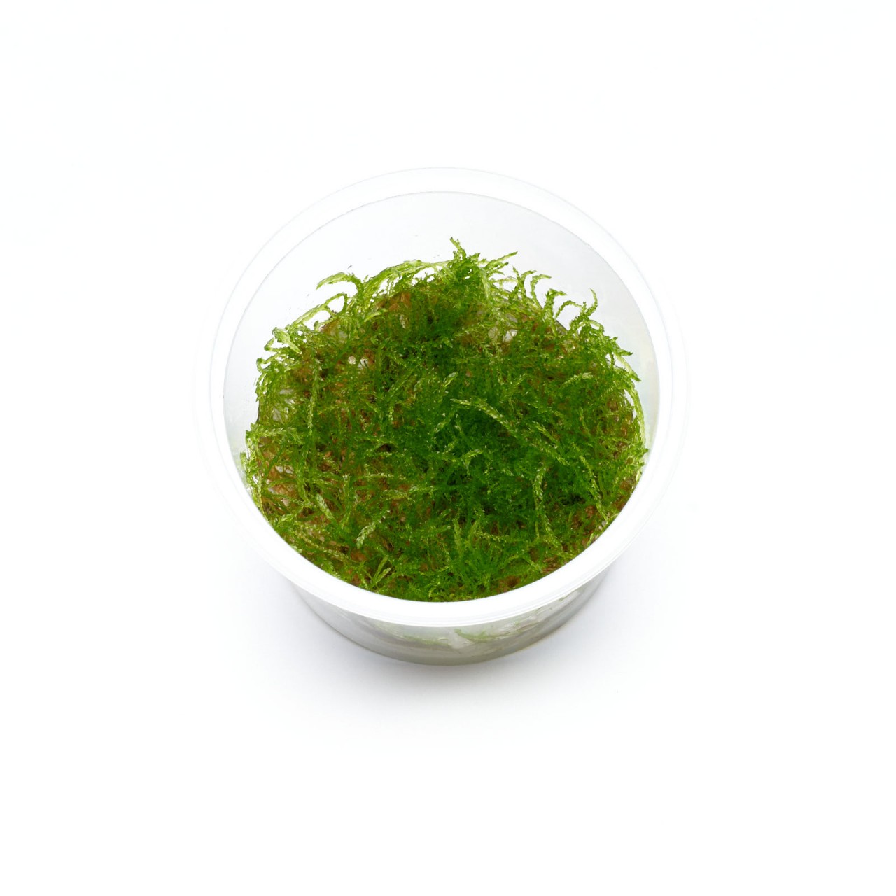 Javamoos im 5,5-cm-In-vitro-Becher
