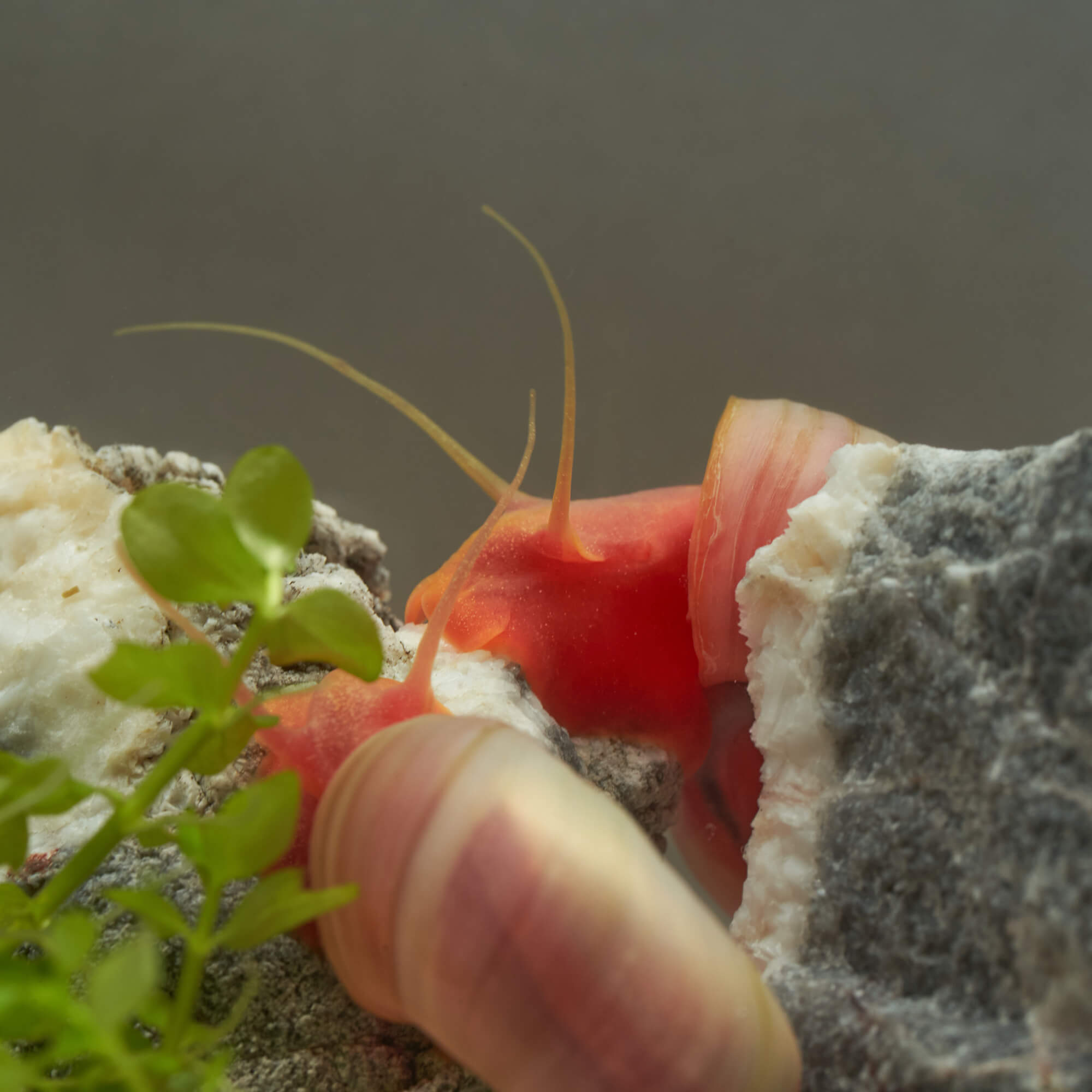 Rosa Posthornschnecke im Aquarium