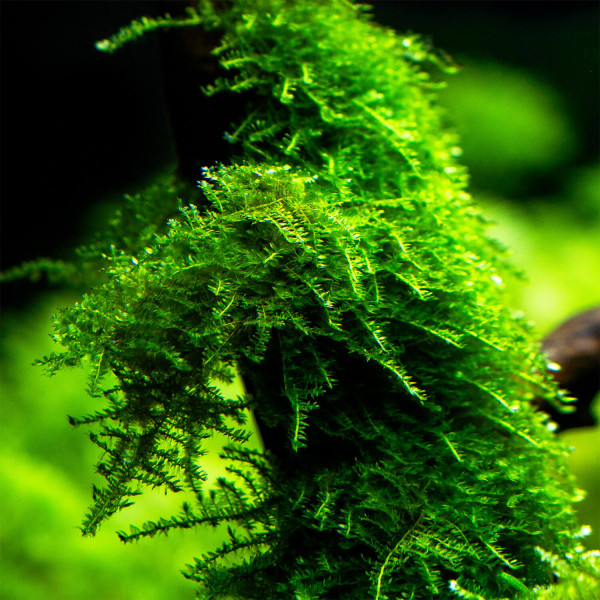 Christmas Moos Vesicularia montagnei aquarium moos