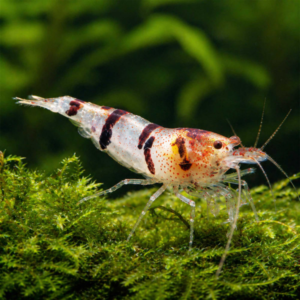 Waschbär-Garnele - Caridina sp. Raccoon