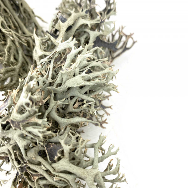 WIOdecor-Linchen | LICHEN Baummoos BITES - 100g - 1-10cm | Flechten