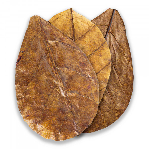 ARKA mySCAPE Catappa Leaves | Seemandelbaumblätter - 10 Stk