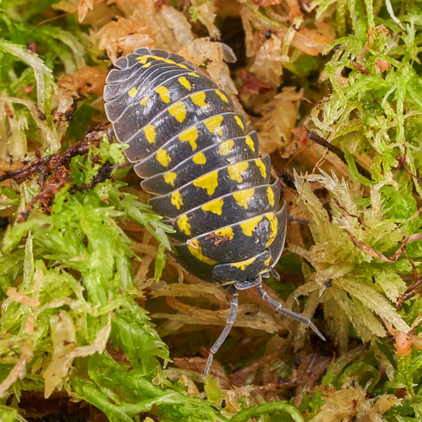 Armadillidium gestroi Assel | DNZ