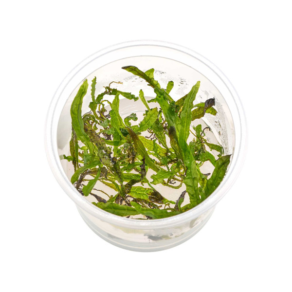 Microsorum pteropus 'Philippine' | Philippinen-Javafarn - in vitro