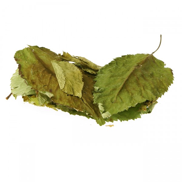 Wildkirschblätter grün