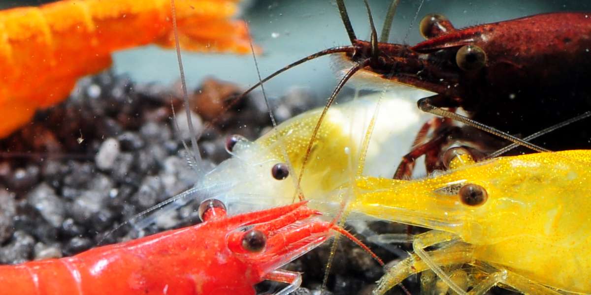 RückenstrichGarnelen (Neocaridina sp.) im Aquarium pflegen