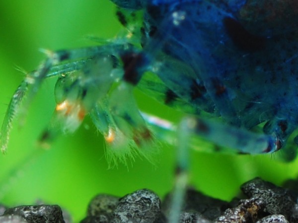 Blaue Tigergarnele OE Rusty