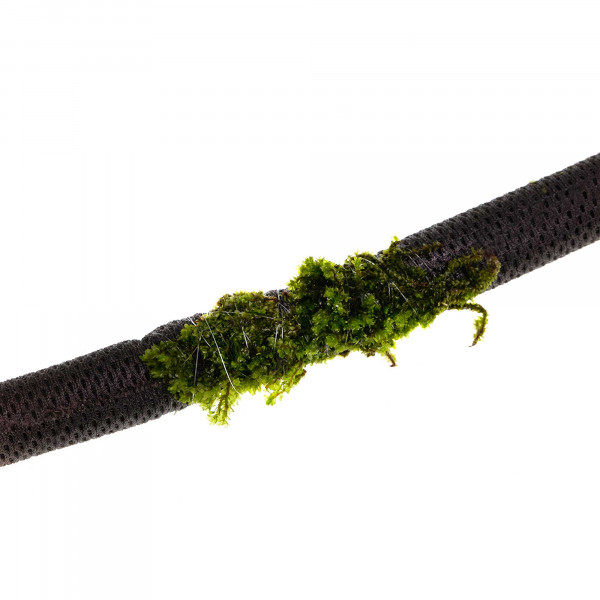 Hygrolon Liane | Dekoration für Terrarium und Wabi-Kusa Bepflanzung