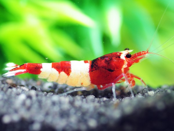 Garnele Hinomaru rot - Taiwan Bee